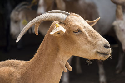 Close-up of goat