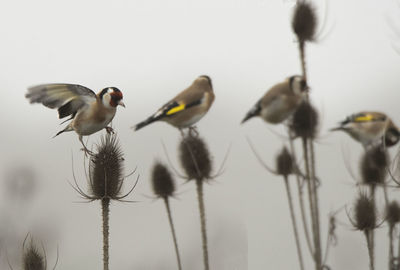 Low angle view of birds perching on the sky