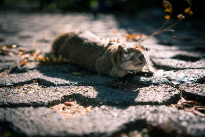 Close-up of rodent on cracked land