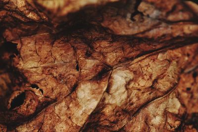 Full frame shot of dried autumn leaves