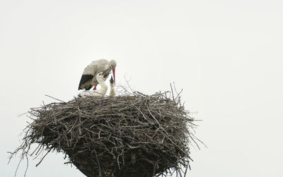 Bird perching on nest against clear sky