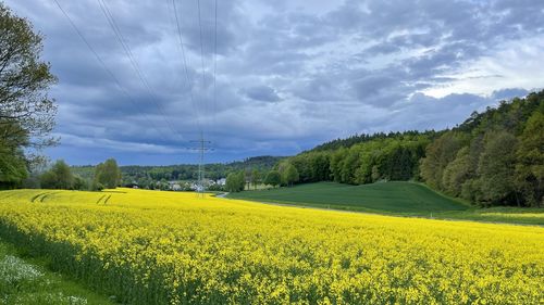 Scenic view of oilseed rape field against sky