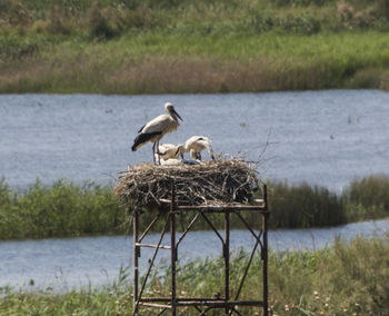 Birds perching on wooden post in lake