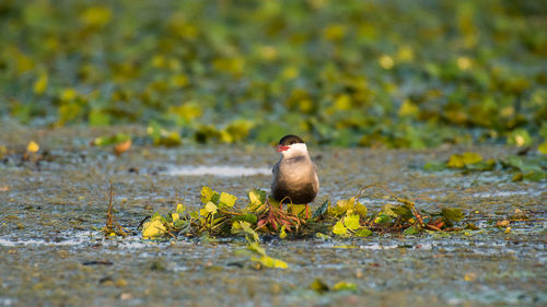Bird perching on a field