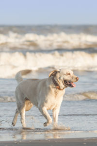 Dog standing on beach