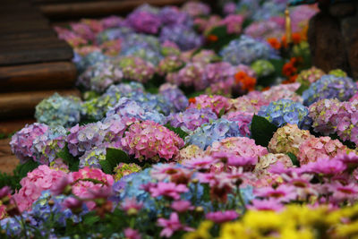 Close-up of pink flowering plants