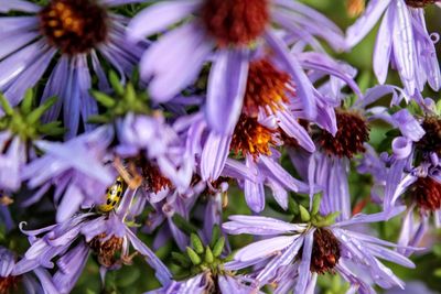 Close-up of bee on purple flowers