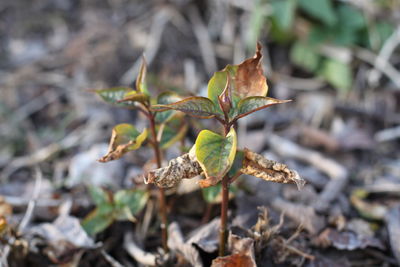 Close-up of dry leaves on field during autumn