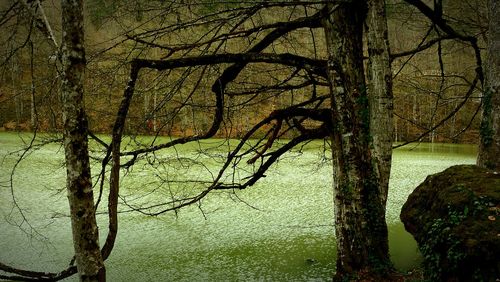 Bare trees in forest