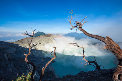 Bare tree against mountain