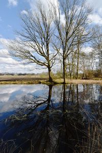 Reflection of bare trees in lake