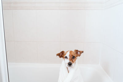 Portrait of dog on white wall