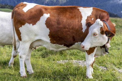 Cow standing in a field