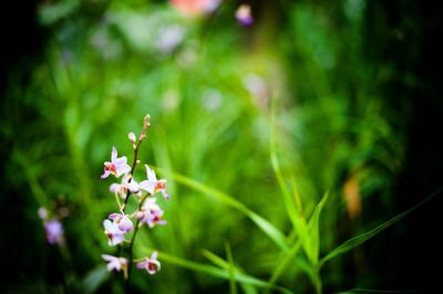 Close-up of flowers