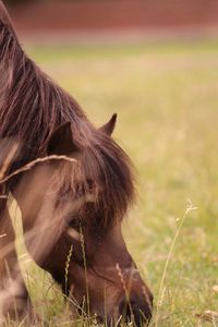 Close-up of a horse on field