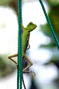 Close-up of lizard on tree