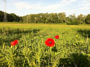 Red poppy flowers on field against sky