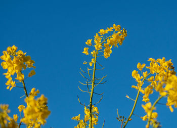 Low angle view of yellow flowering plant against blue sky