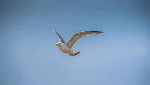 Low angle view of bird flying against clear sky