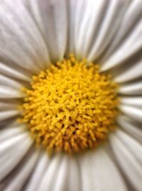 Close-up of yellow daisy