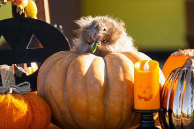 Close-up of jack o lantern