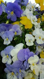 Close-up of purple flowers blooming outdoors