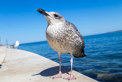 Close-up of seagull perching on the beach