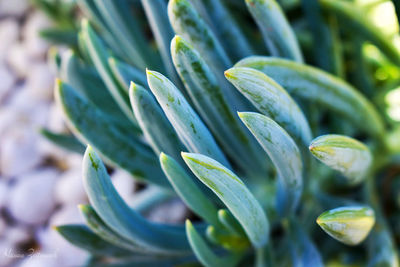 Close-up of succulent plant