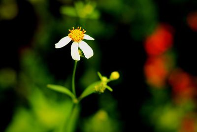 Close-up of white flowering plant