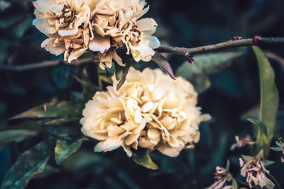 Close-up of wilted rose