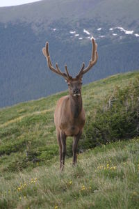 Deer standing on field