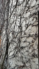 Close-up of bare tree against sky