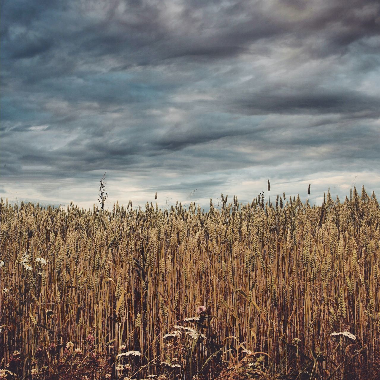 agriculture, rural scene, sky, field, crop, farm, cloud - sky, growth, cereal plant, landscape, tranquility, nature, tranquil scene, wheat, cloudy, plant, beauty in nature, cloud, cultivated land, scenics