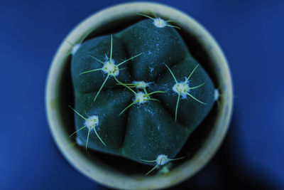 Close-up of fruit in plant