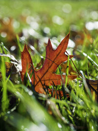 Close-up of dried maple leaf on grass