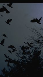 Low angle view of bird flying in sky