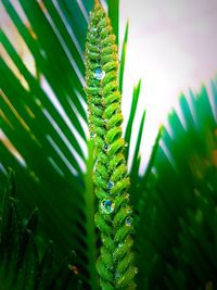 Close-up of fern