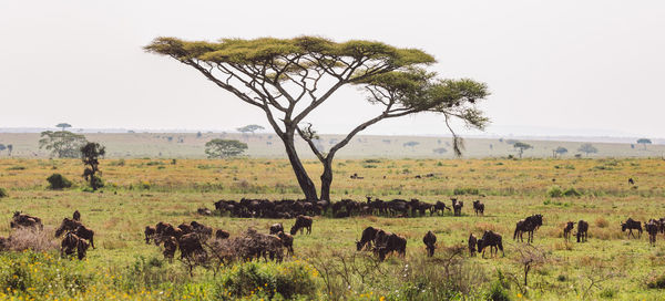 Wildebeest on field