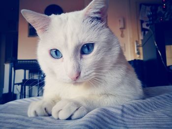 Close-up portrait of a cat