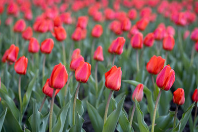 Red tulips on a street flower bed.