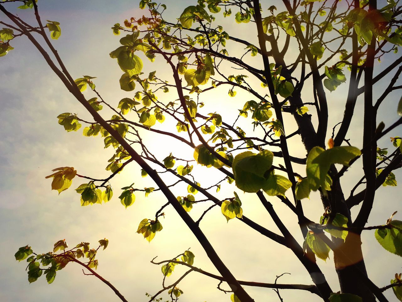 LOW ANGLE VIEW OF FLOWERING PLANTS ON BRANCH