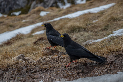 Black bird perching on a field