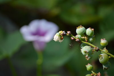 Close-up of flowers blooming outdoors