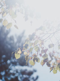 Low angle view of fresh flowers against sky