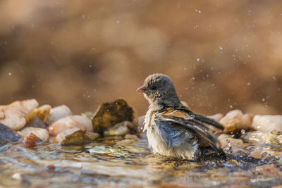 Birds in a lake