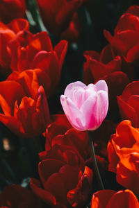 Close-up of red rose