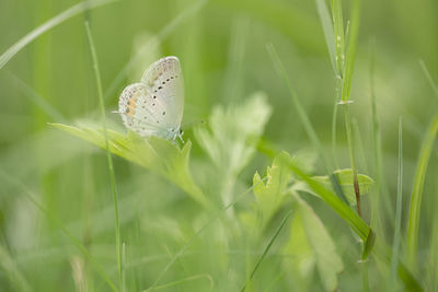 Close-up of butterfly on grass