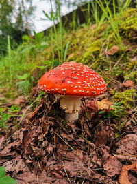 Close-up of fly agaric mushroom on field