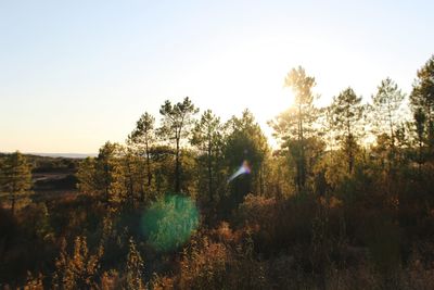 Trees on field against clear sky