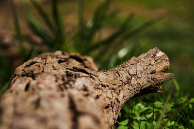 Close-up of tree trunk on field